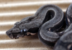 BLU5-24-14-HETLEO4 - Picture taken on 6/2/14 (indoors in a light tent - no flash)