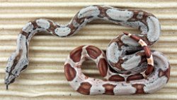 BLU5-24-14-HYPOHETLEO1 - Picture taken on 6/2/14 (indoors in a light tent - no flash).