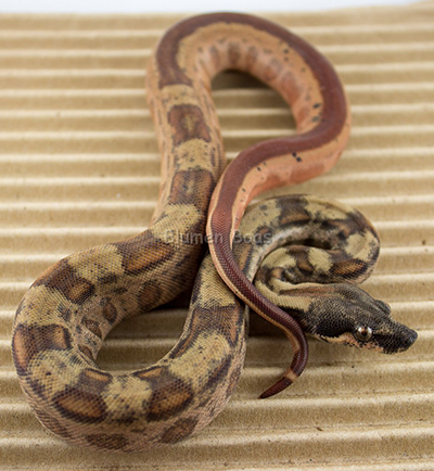 Male Hypo Motley 66% het Eclipse (het Leopard)