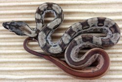 BLU5-24-14-HYPOMOTLEYHETLEO2 - Picture taken on 6/2/14 (indoors in a light tent - no flash).