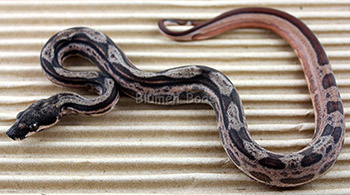 Female Hypo Motley 66% het Eclipse (het Leopard) Boa Constrictor