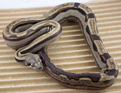 Female Motley 66% het Eclipse (het Leopard) Boa Constrictor