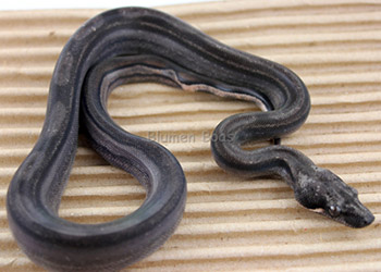 Female Motley 66% het Eclipse (het Leopard) Boa Constrictor