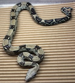 BLU5-26-18ANERY1 - Picture taken on 4/10/20.