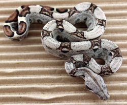 BLU5-26-18NORMALPOSHETANERY2 - Picture taken on 6/10/18.