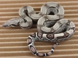 BLU5-27-16ANERY2 - Picture taken on 6/14/16 (indoors in a light tent - no flash).