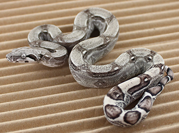 Female Anery het Sharp Albino Boa Constrictor