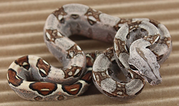 Female DH Sharp Snow (Het Sharp Albino and het Anery) Boa Constrictor