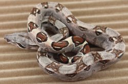 BLU5-27-16DH1 - Picture taken on 6/14/16 (indoors in a light tent - no flash).