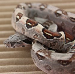 BLU5-27-16DH1 - Picture taken on 6/14/16 (indoors in a light tent - no flash).