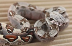 BLU5-27-16DH1 - Picture taken on 6/14/16 (indoors in a light tent - no flash).
