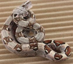 BLU5-27-16DH1 - Picture taken on 6/14/16 (indoors in a light tent - no flash).