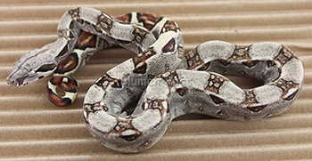 Female DH Sharp Snow (Het Sharp Albino and het Anery) Boa Constrictor