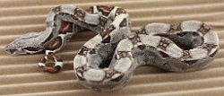 BLU5-27-16DH2 - Picture taken on 6/14/16 (indoors in a light tent - no flash).