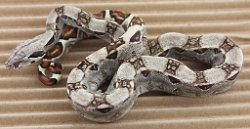 BLU5-27-16DH2 - Picture taken on 6/14/16 (indoors in a light tent - no flash).