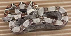 BLU5-27-16DH2 - Picture taken on 6/14/16 (indoors in a light tent - no flash).