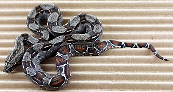 Male het Leopard