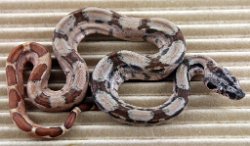 BLU5-30-18HYPOHETLEO2 - Picture taken on 6/10/18.