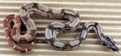 BLU5-30-18HYPOHETLEO2 - Picture taken on 6/10/18.