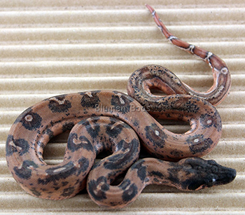 Female Hypo Leopard