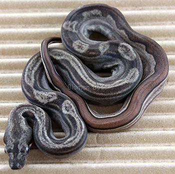 Female Motley het Eclipse (het Leopard)