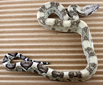 Male Anery Parahet (het Sharp Albino or het Boawoman Caramel) 50% het Leopard