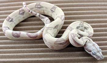 Male Arcticglow (Hypo, Sharp Albino, Boawoman Caramel, Anery) 50% het Leopard