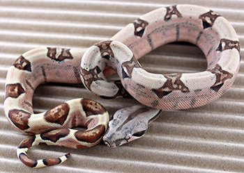 Female Hypo Parahet (het Sharp Albino or het Boawoman Caramel) het Anery 50% het Leopard