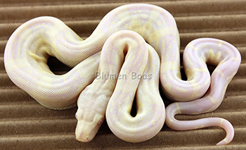 Female Sharp Snow