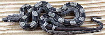 Female Anery Motley Boa Constrictor