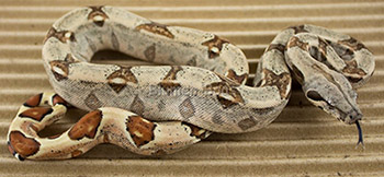 Female Hypo 66% het Anery Boa Constrictor