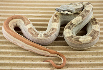 Female Hypo Jungle Motley 66% het Anery