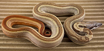 Female Hypo Jungle Motley 66% het Anery Boa Constrictor