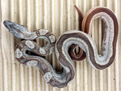 Male Hypo Jungle Motley 66% het Anery Boa Constrictor