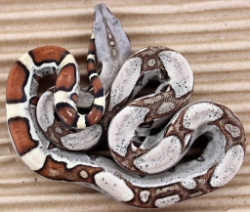 BLU6-10-14JUNGLE2 - Picture taken on 6/23/14 (indoors in a light tent - no flash)