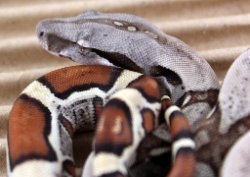BLU6-10-14JUNGLE2 - Picture taken on 6/23/14 (indoors in a light tent - no flash)