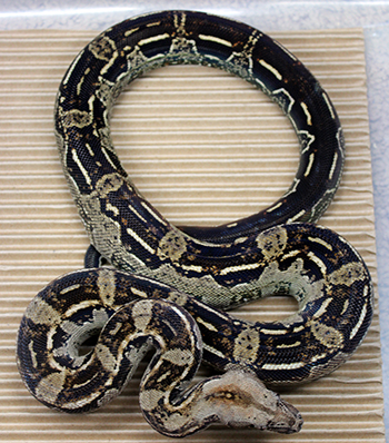 Female Aztec Het Leopard Boa Constrictor