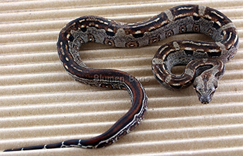 Female Aztec Het Leopard Boa Constrictor