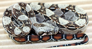 Male Het Leopard Boa Constrictor