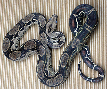 Male Het Leopard Boa Constrictor