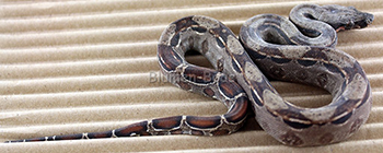 Female Het Leopard Boa Constrictor