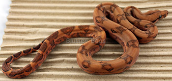 Male Blood 50% Hog Island Boa Constrictor