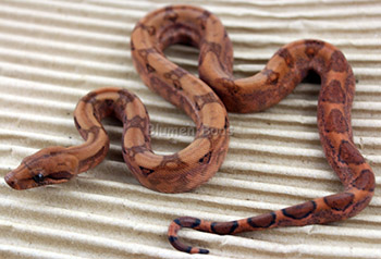 Female Blood 50% Hog Island Boa Constrictor