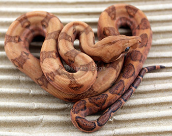 Male Blood 50% Hog Island Boa Constrictor