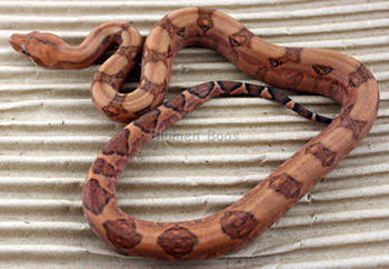 Female Blood 50% Hog Island Boa Constrictor