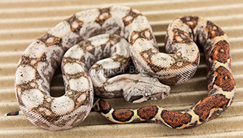 Male Het Blood 50% Hog Island Boa Constrictor