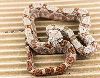 Female het Blood 50% Hog Island Boa Constrictor