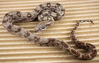 Female het Blood 50% Hog Island