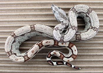 Female Hypo Arabesque Het Anery 66% Possibile het Kahl Albino (het Moonglow)