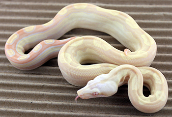 Female Kahl Albino Motley Het Snow (het Anery)